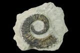 Aegocrioceras Ammonite In Limestone - Germany #139144-1